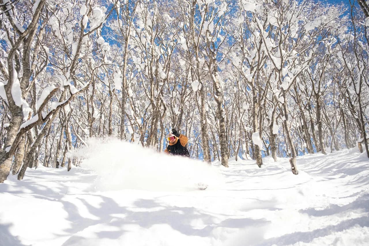 A snowboarder slashing deep powder through birch trees in Japan