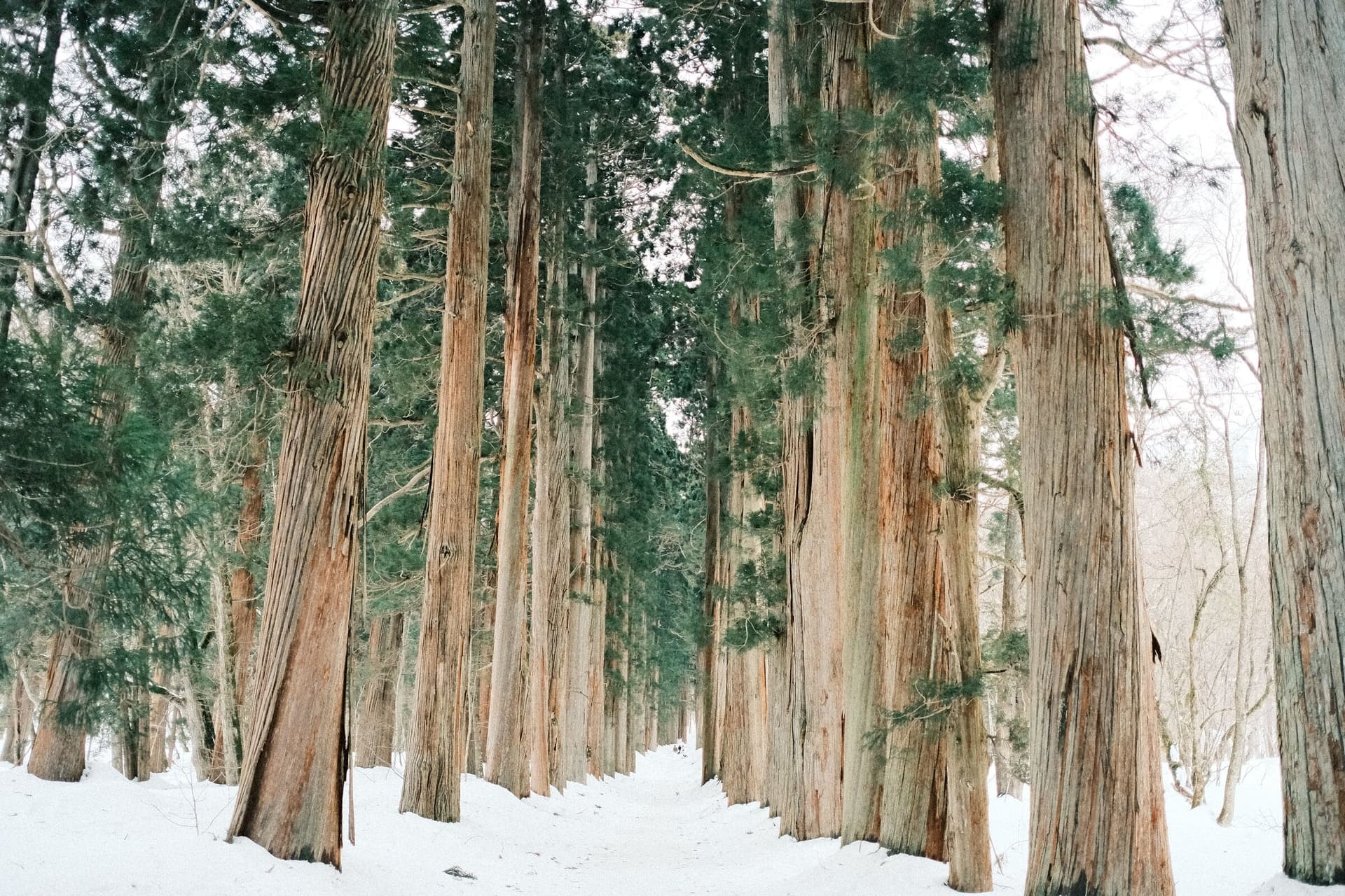 A deep-snow cedar forest in Japan, representative of Arai's tree terrain