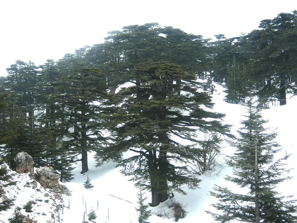The Cedars of God forest under snow, Lebanon