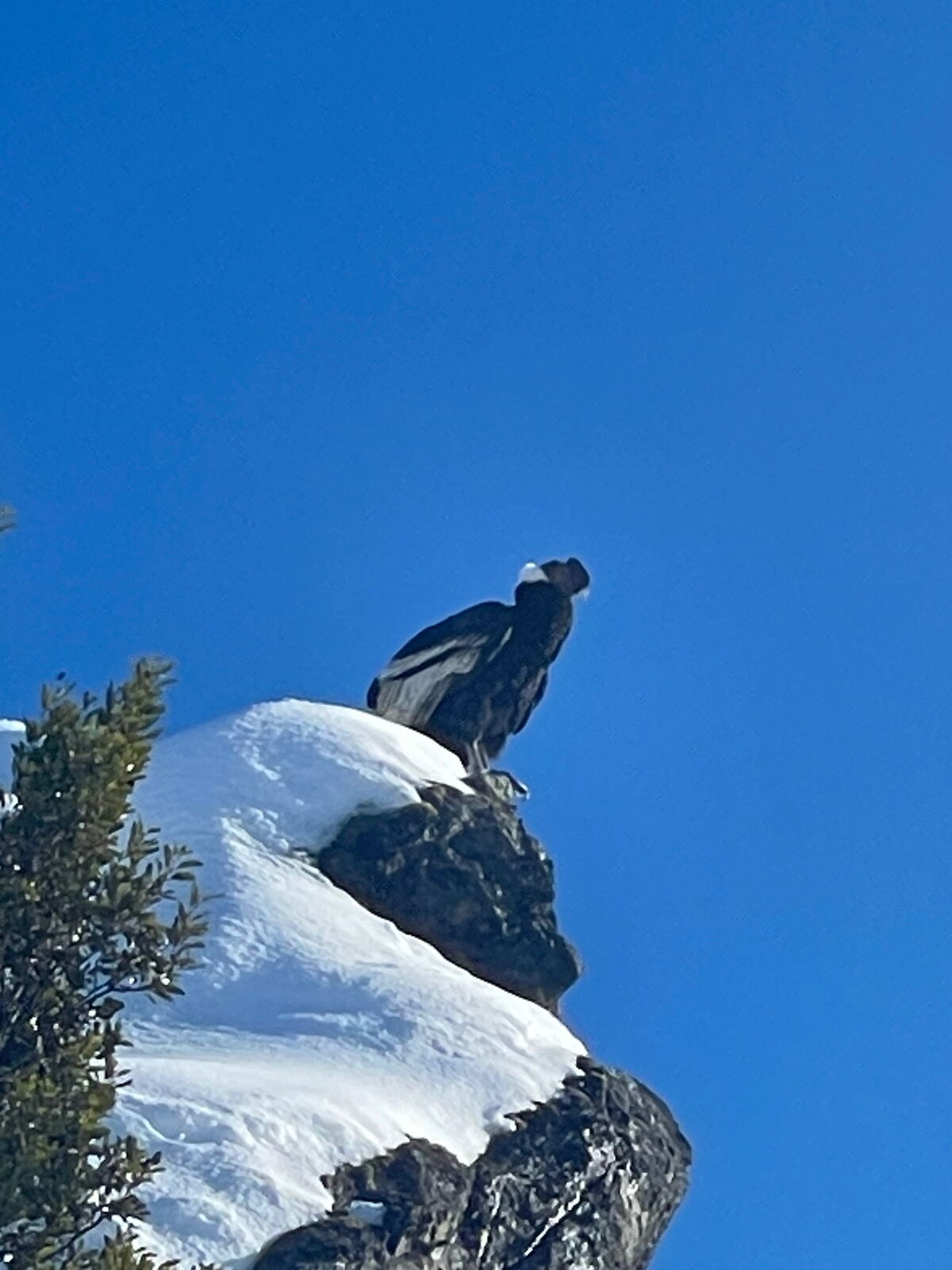 Condor perched on a snow-covered rock in Patagonia